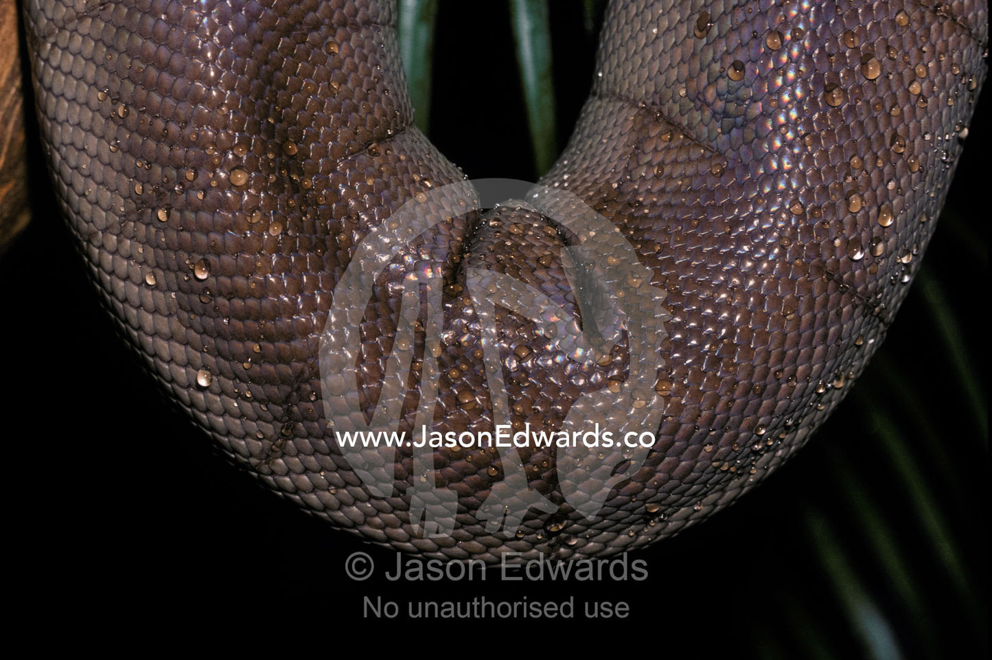 Water droplets on the intricate scales of a vulnerable Olive Python. Melbourne Zoo, Victoria, Australia.