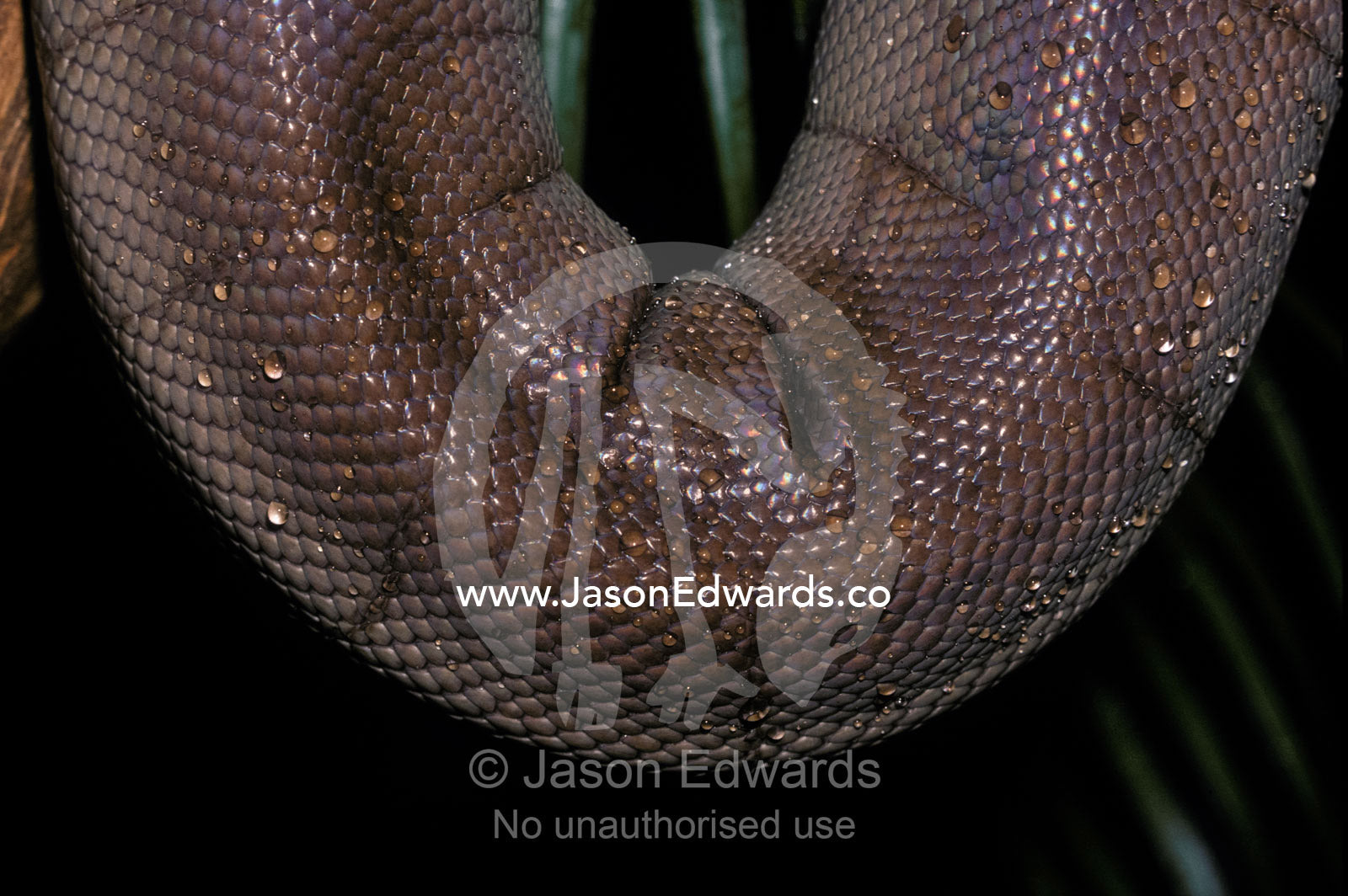 Water droplets on the intricate scales of a vulnerable Olive Python. Melbourne Zoo, Victoria, Australia.