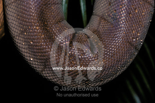 Water droplets on the intricate scales of a vulnerable Olive Python. Melbourne Zoo, Victoria, Australia.