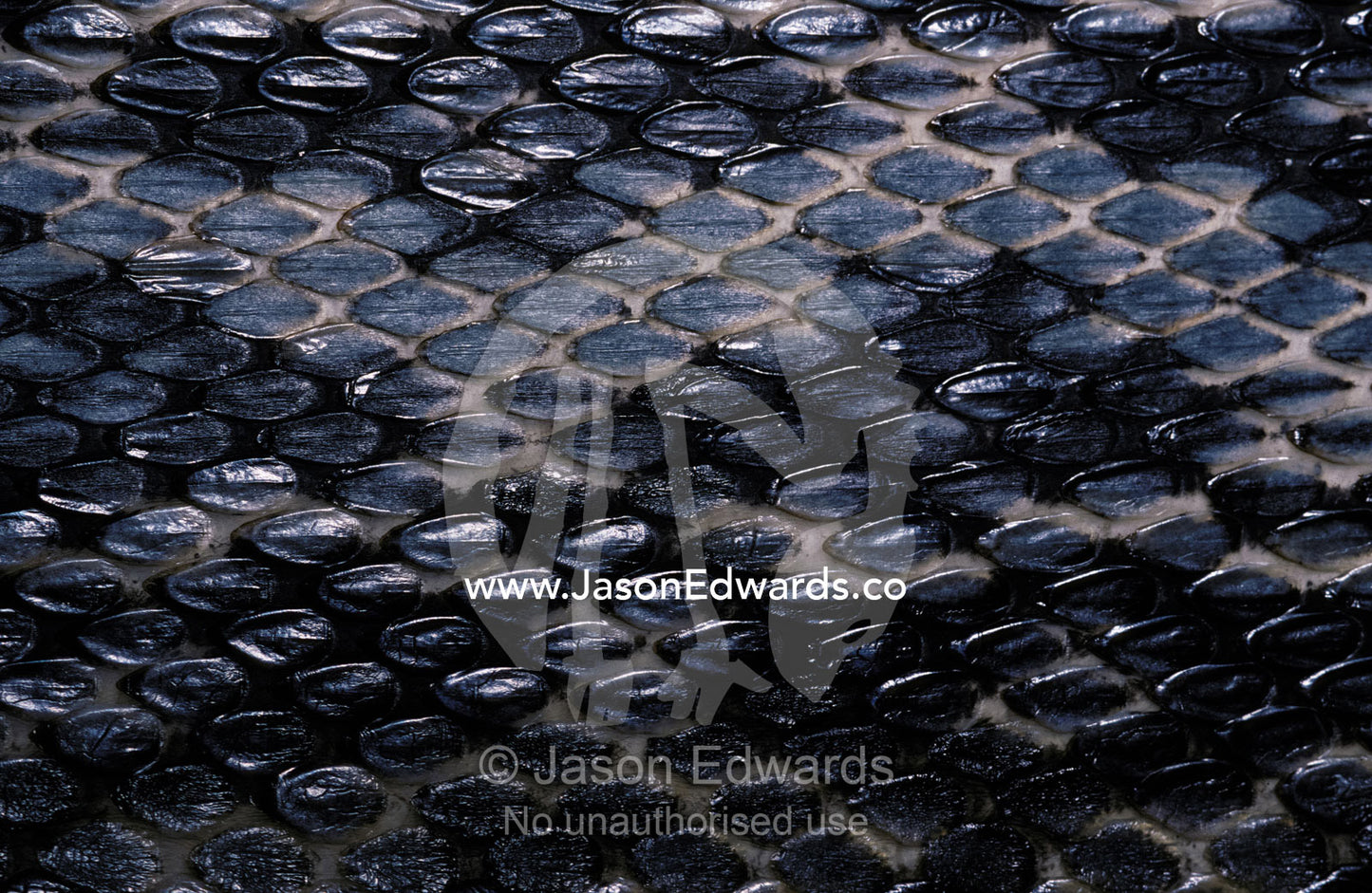 Close-up view of the scales of a Taiwan Beauty Snake. Melbourne Zoo, Victoria, Australia.