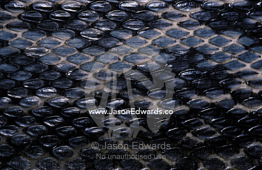 Close-up view of the scales of a Taiwan Beauty Snake. Melbourne Zoo, Victoria, Australia.