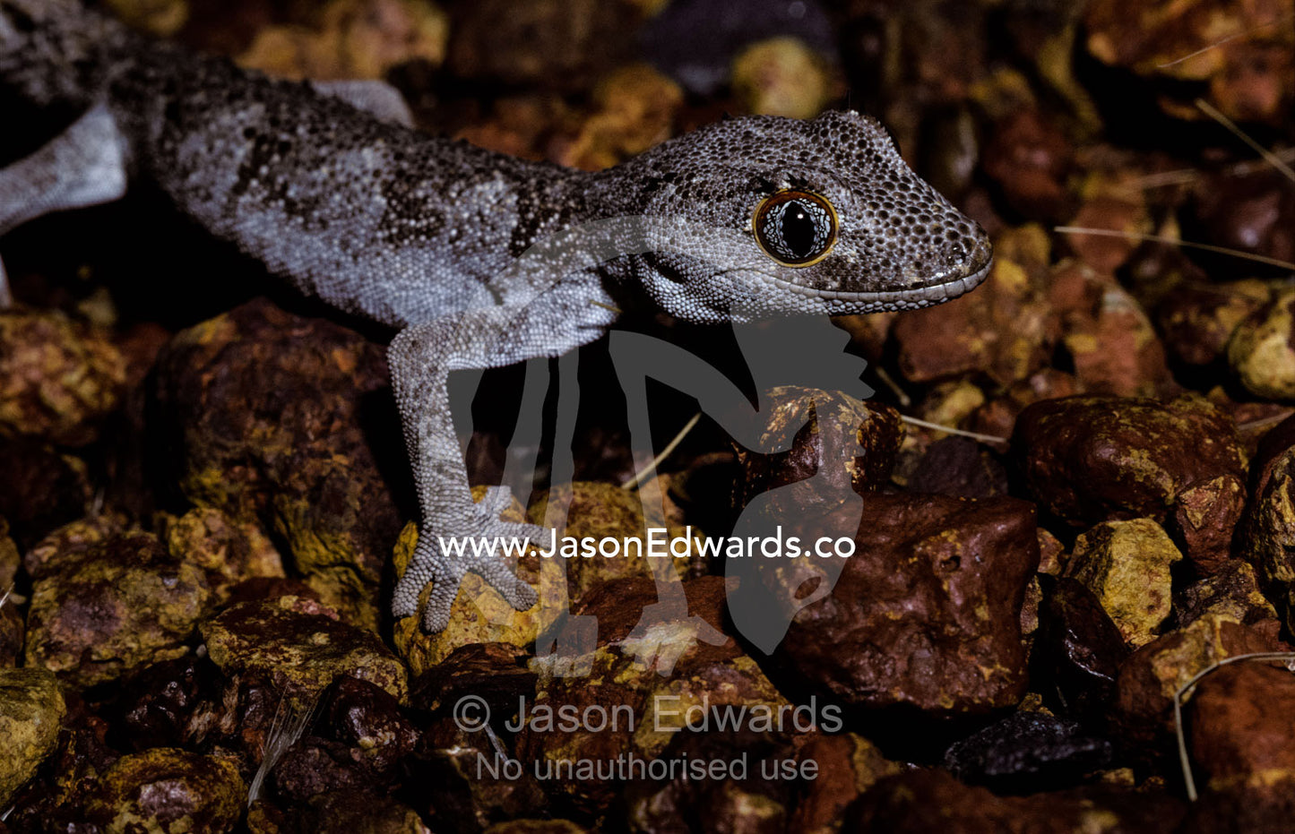 A nocturnal Northern Spiny Tailed Gecko moving over gibber rocks. Near Spit Fire Roadhouse, between Port Headland and Broome, Western Australia.