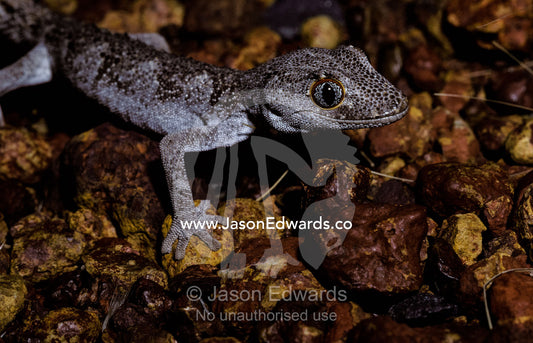 A nocturnal Northern Spiny Tailed Gecko moving over gibber rocks. Near Spit Fire Roadhouse, between Port Headland and Broome, Western Australia.