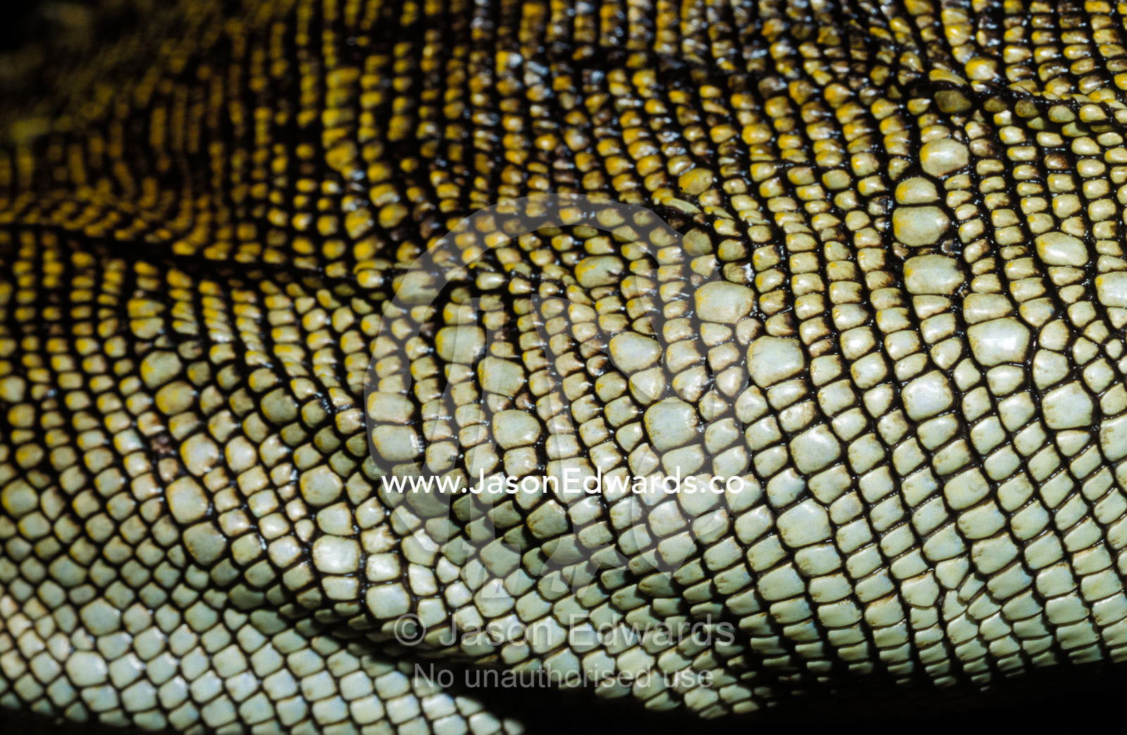 A close-up view of the scales of a Green Philippine Sail Fin Dragon. Melbourne Zoo, Victoria, Australia.