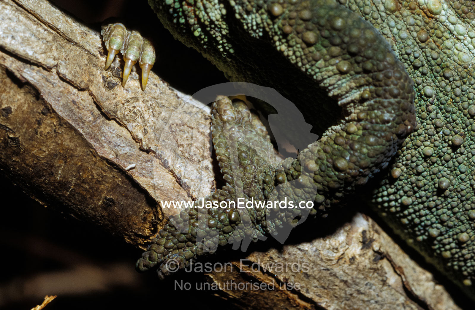 A close-up view of the foot and claws of a Jacksons Chameleon. Melbourne Zoo, Victoria, Australia.