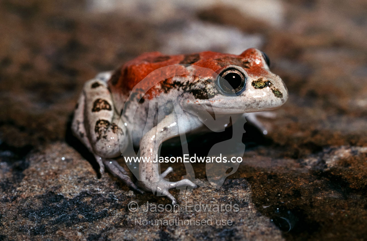 A Spotted Grass Frog in its red color phase sun basks on a rock. Amphibian Research Centre, Victoria, Australia.