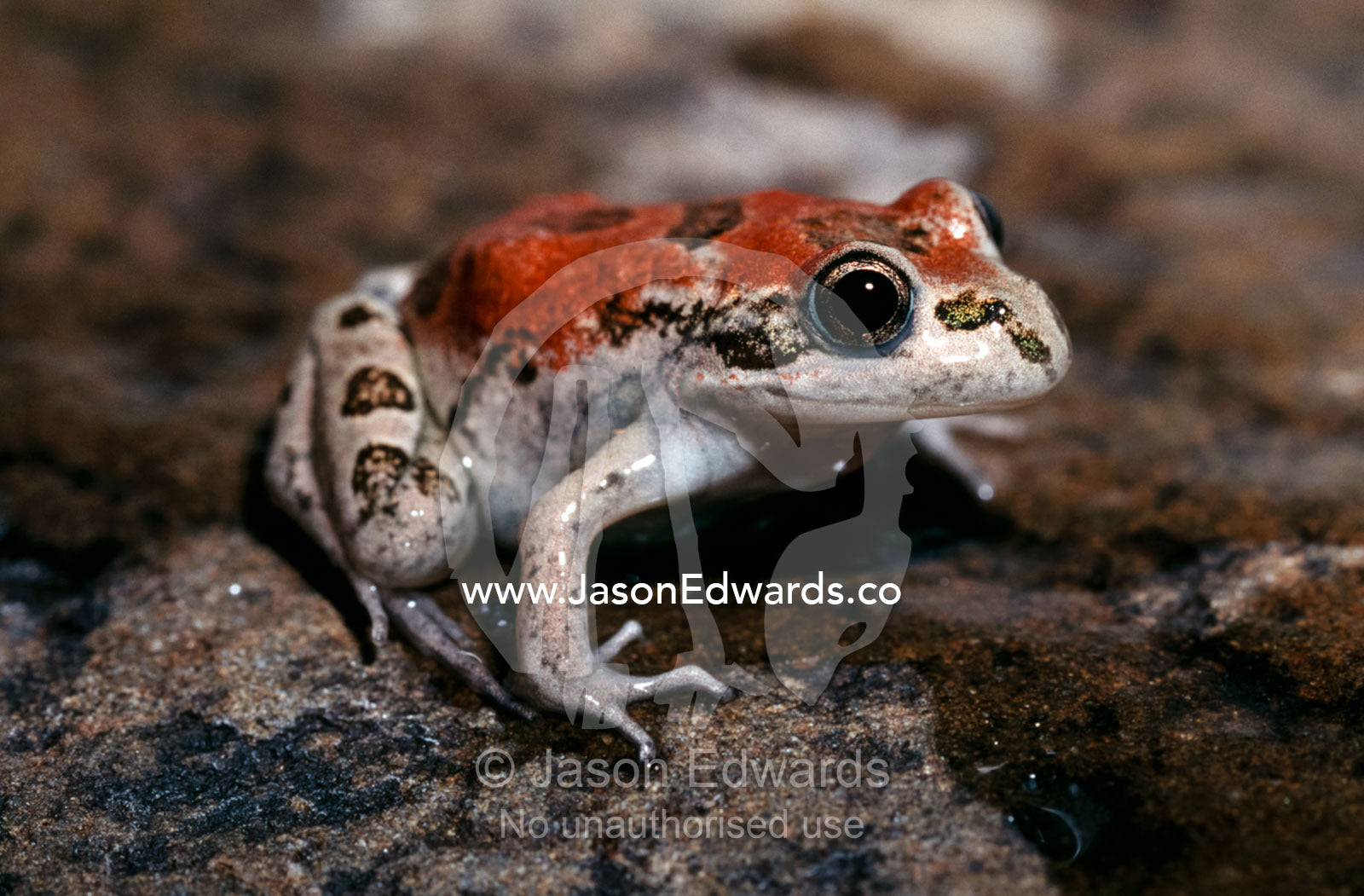 A Spotted Grass Frog in its red color phase sun basks on a rock. Amphibian Research Centre, Victoria, Australia.