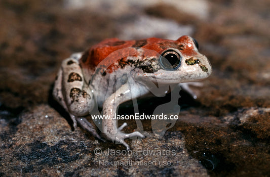 A Spotted Grass Frog in its red color phase sun basks on a rock. Amphibian Research Centre, Victoria, Australia.