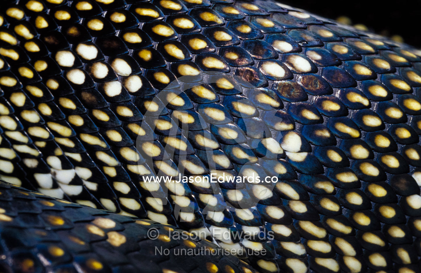 The intricate patterning of an endangered Diamond Python's scales. Preston, Victoria, Australia.