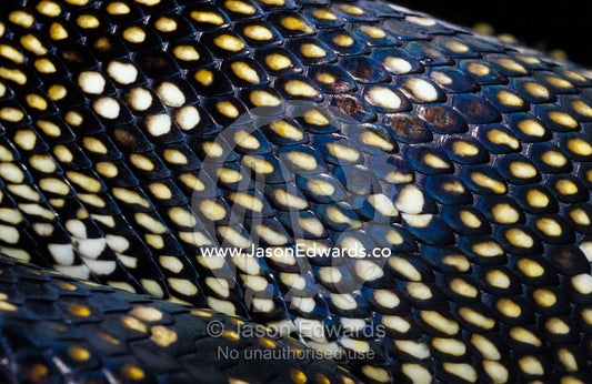 The intricate patterning of an endangered Diamond Python's scales. Preston, Victoria, Australia.