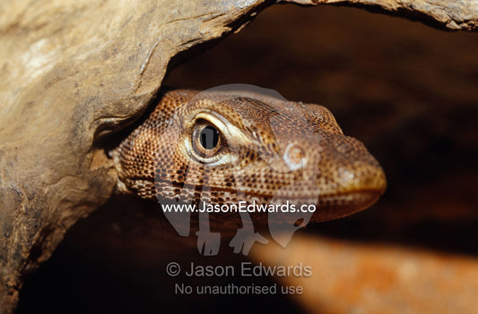 A Black-headed Monitor peers from a hollow log in search of prey. Preston, Victoria, Australia.