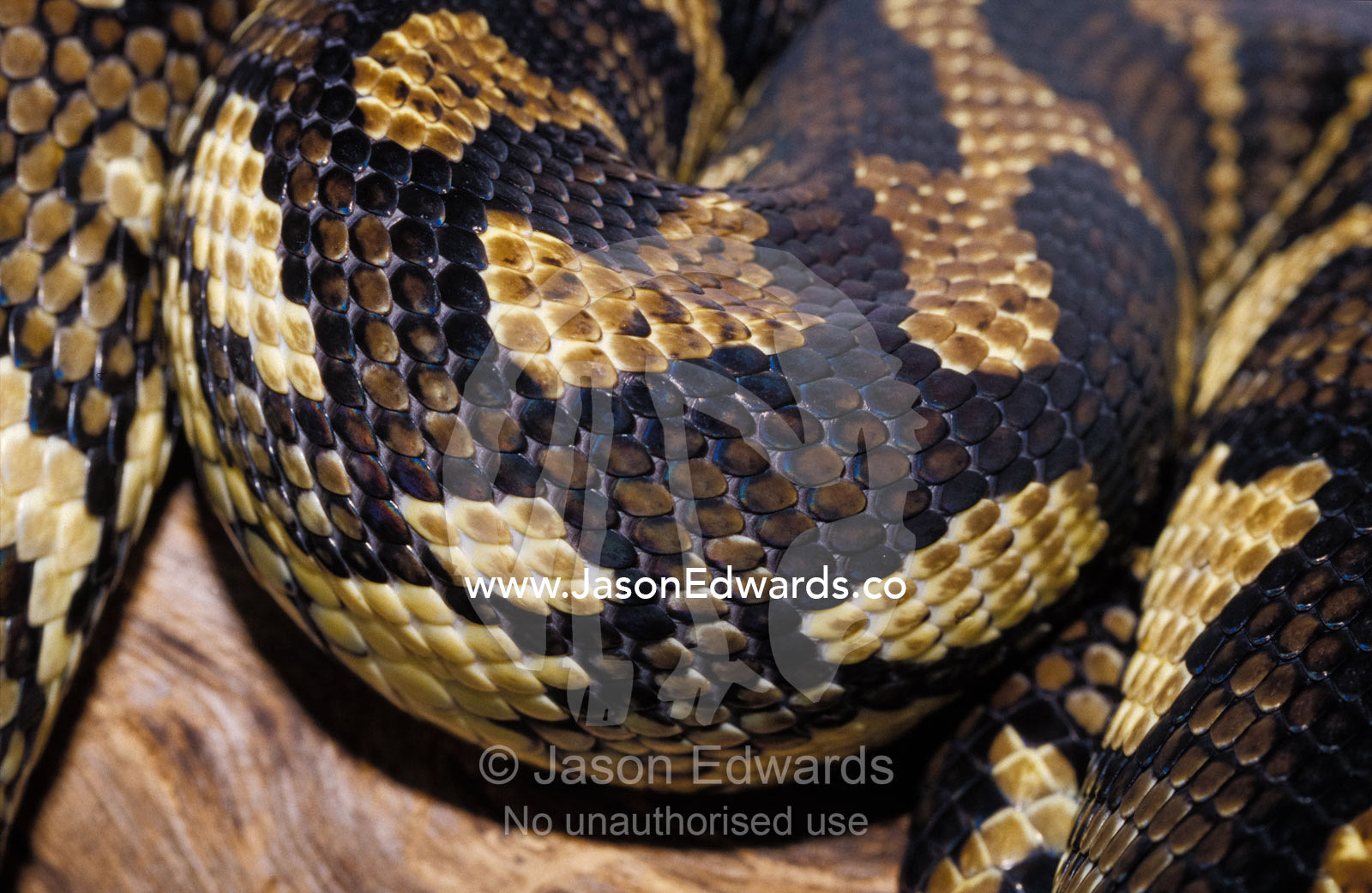 The intricate leathery scale markings of a coiled Carpet Python. Preston, Victoria, Australia.