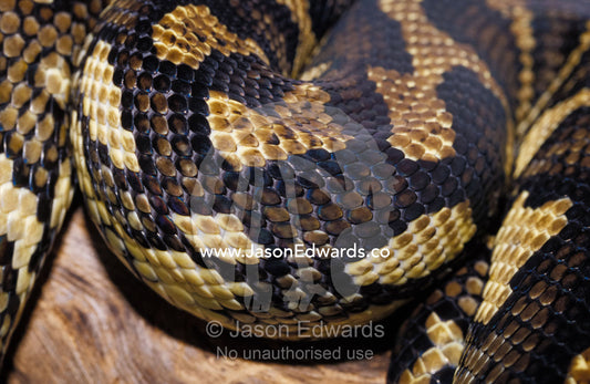 The intricate leathery scale markings of a coiled Carpet Python. Preston, Victoria, Australia.