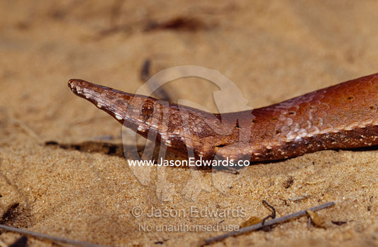 The head, eye, snout and mouth of a rare Burtons Legless Lizard. Epping National Park, Scientific, Queensland, Australia.