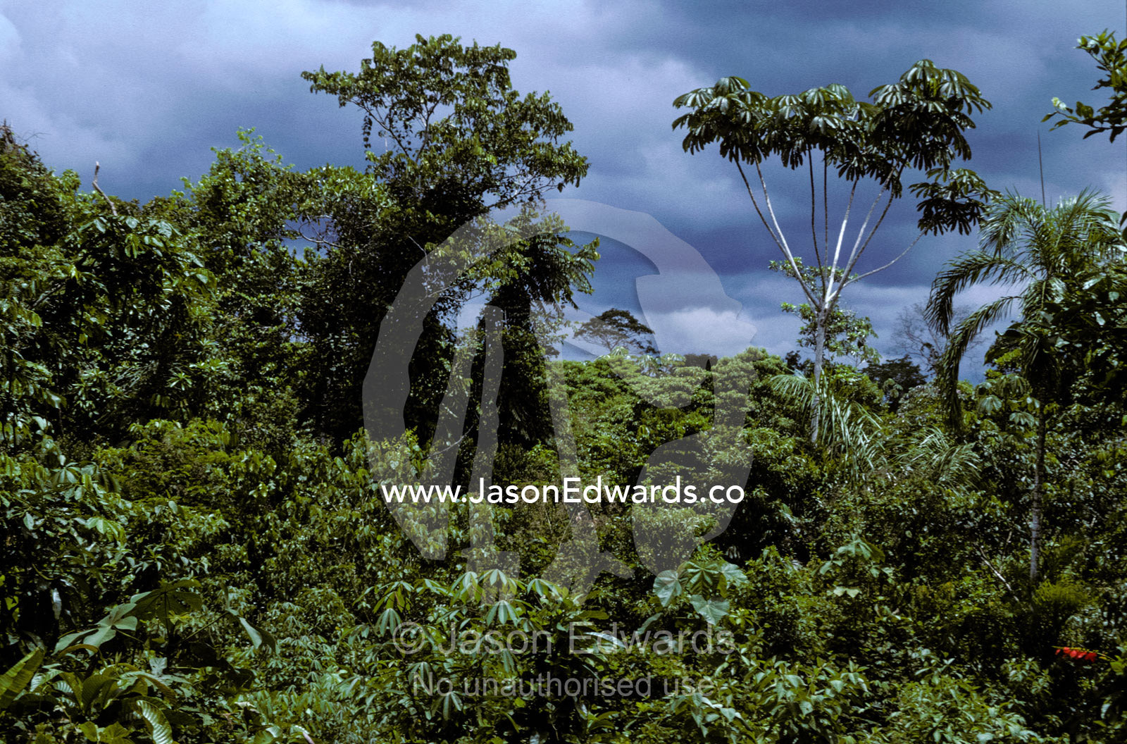 A lush tropical rainforest canopy under a looming thunder storm. Amazon Basin, Northern Peru.