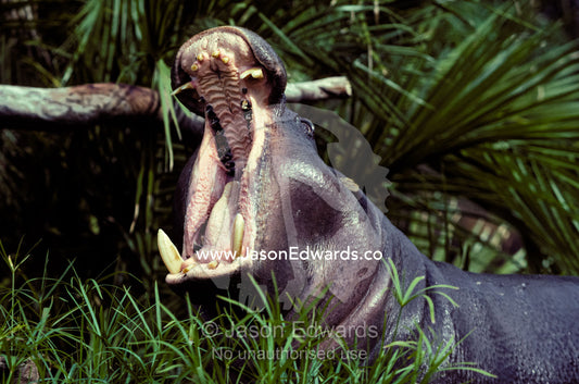 The gaping and deadly jaws of a yawning Pygmy Hippopotamus. Melbourne Zoo, Victoria, Australia.
