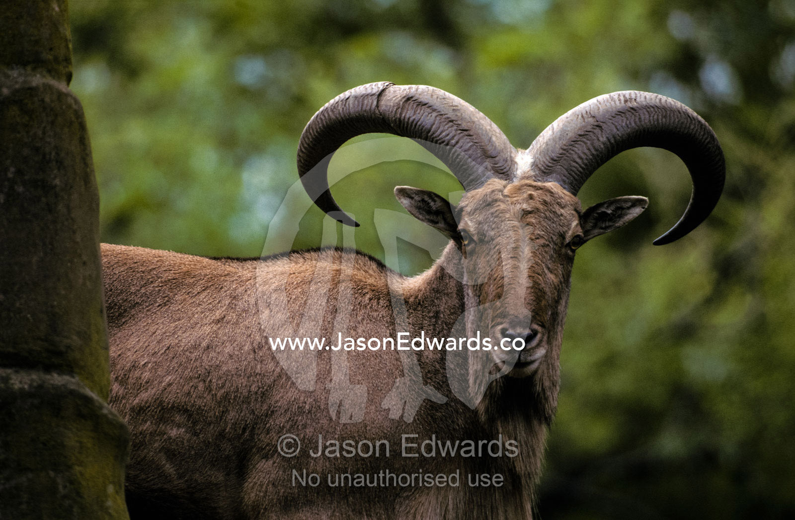 The impressive curled horns of a Barbary Sheep, also known as Mouflon. Adelaide Zoo, South Australia.