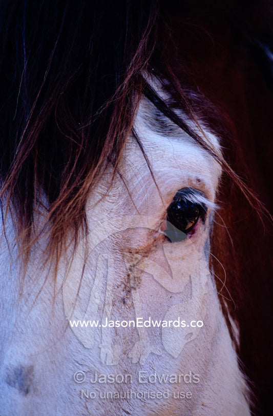 A close-up view of a Clydesdale Horse's eye and mane hair. Near Rheola, Central Victoria, Australia.