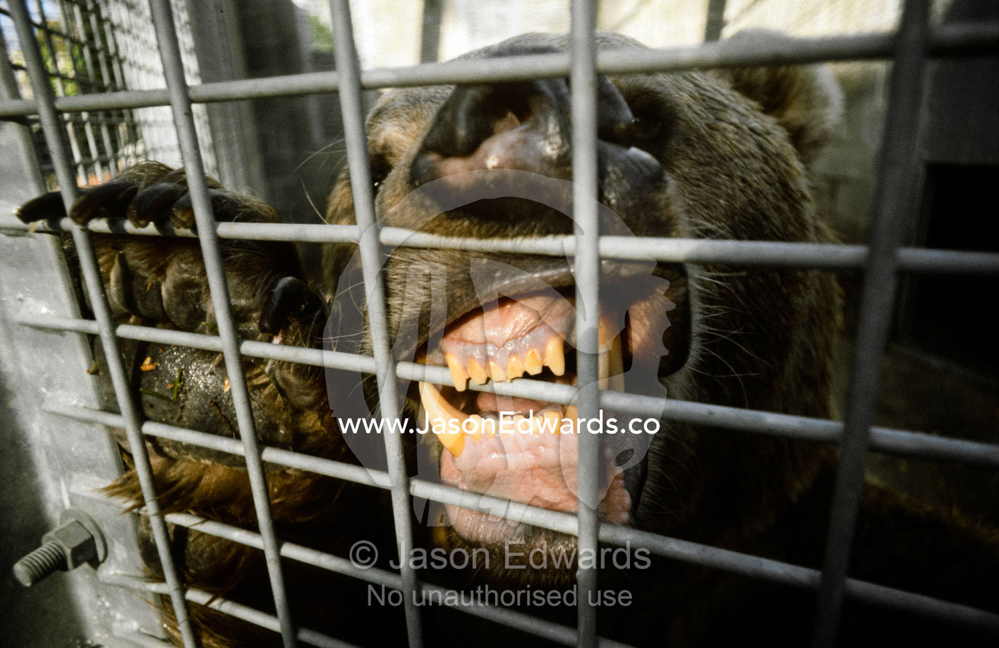 An endangered Syrian Brown Bear chewing at it's steel cage. Zoological, Board of Victoria, Victoria, Australia.