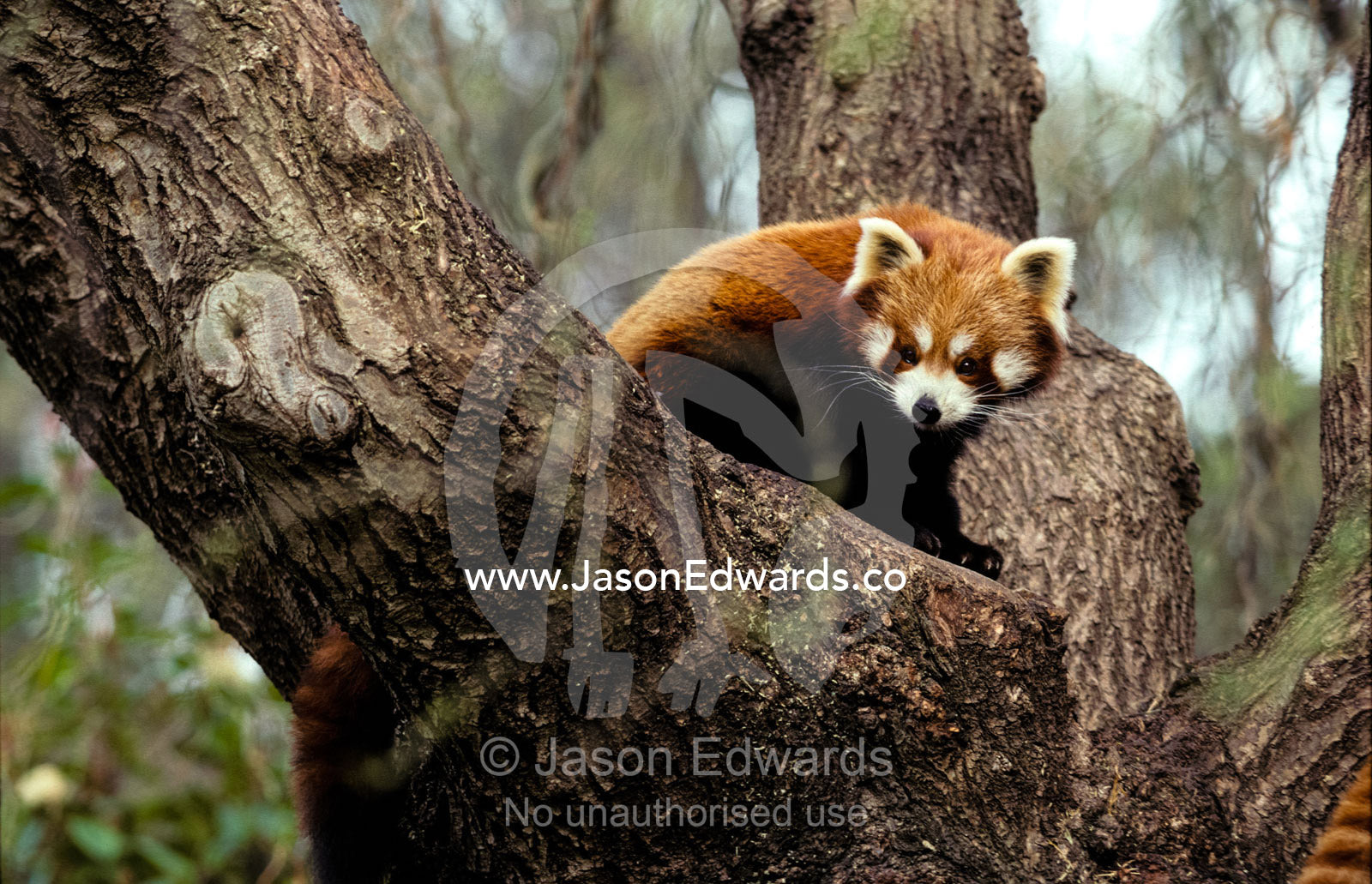 A Nepalese Red Panda peers down from its perch on a tree branch. Melbourne Zoo, Victoria, Australia.