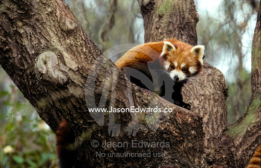 A Nepalese Red Panda peers down from its perch on a tree branch. Melbourne Zoo, Victoria, Australia.