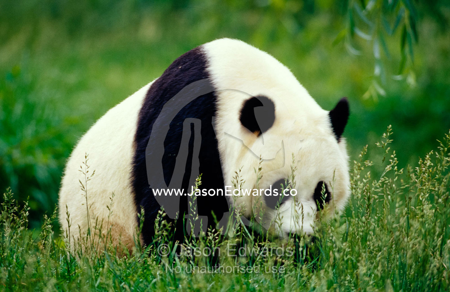 An endangered Giant Panda moving through seeding grass. National Zoo, Washington DC, United States of America.