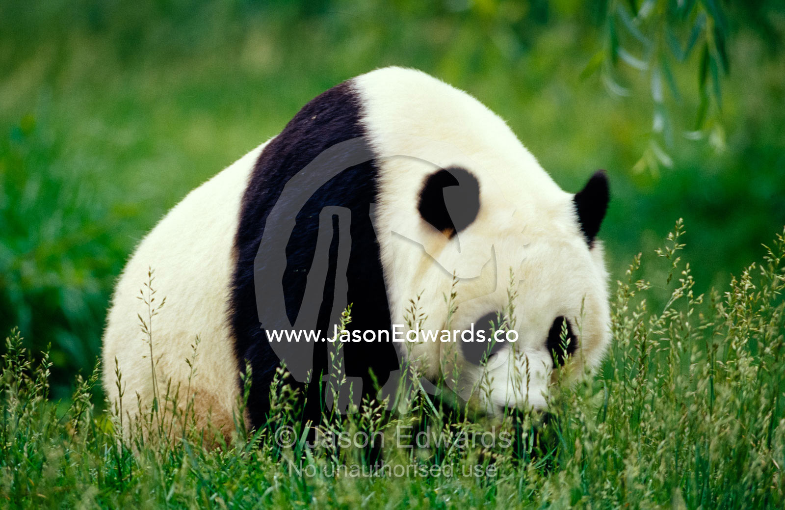 An endangered Giant Panda moving through seeding grass. National Zoo, Washington DC, United States of America.
