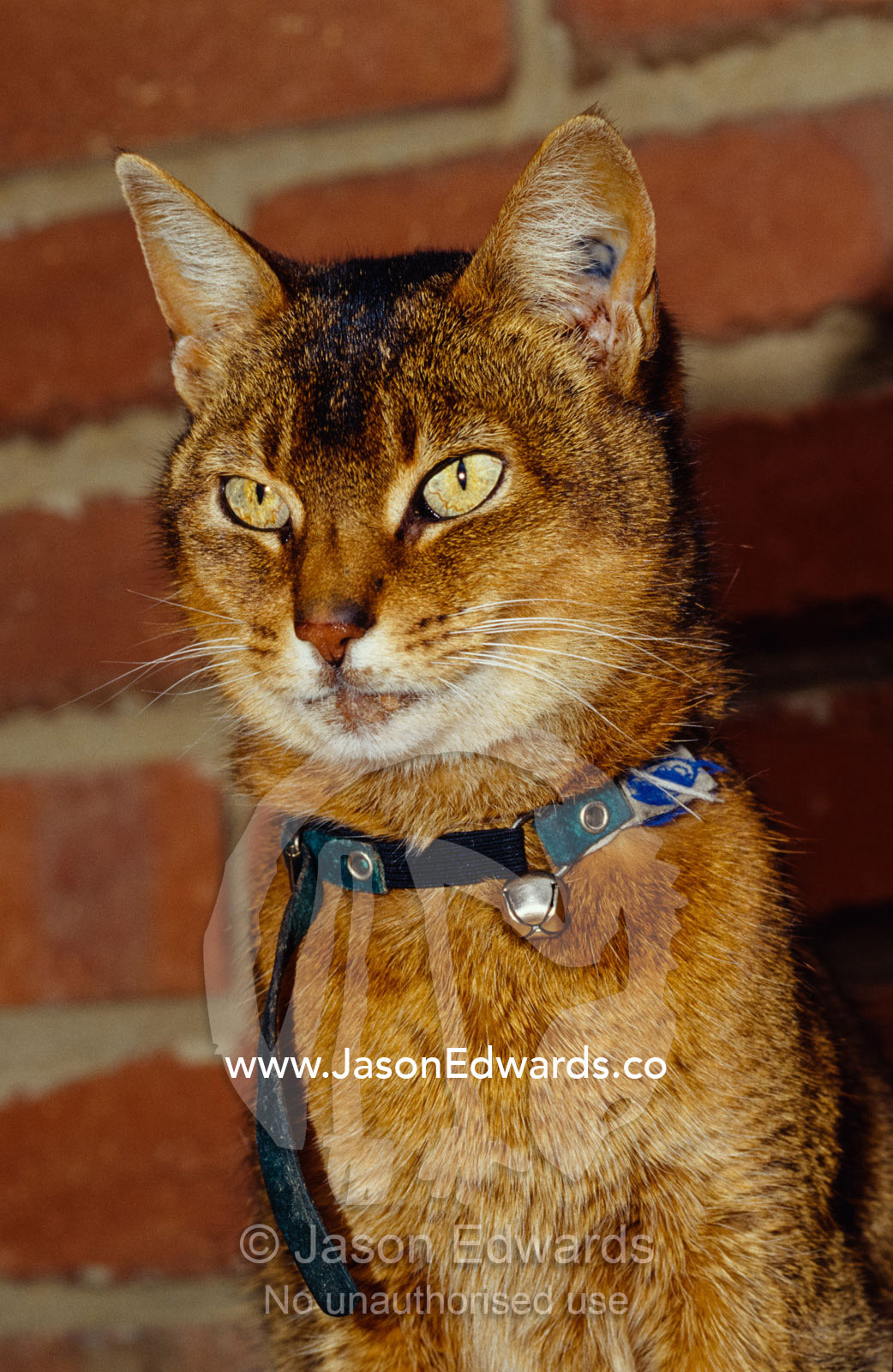 A domestic Abyssinian Cat with yellow green eyes wearing a collar. North Carlton, Victoria, Australia.