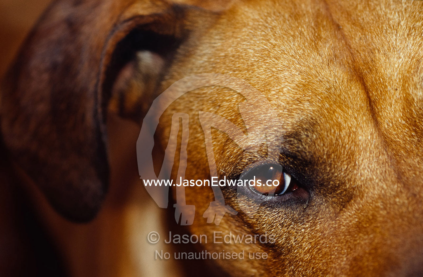 A floopy ear and watchful stare of a Rhodesian Ridgeback dog. North Carlton, Victoria, Australia.