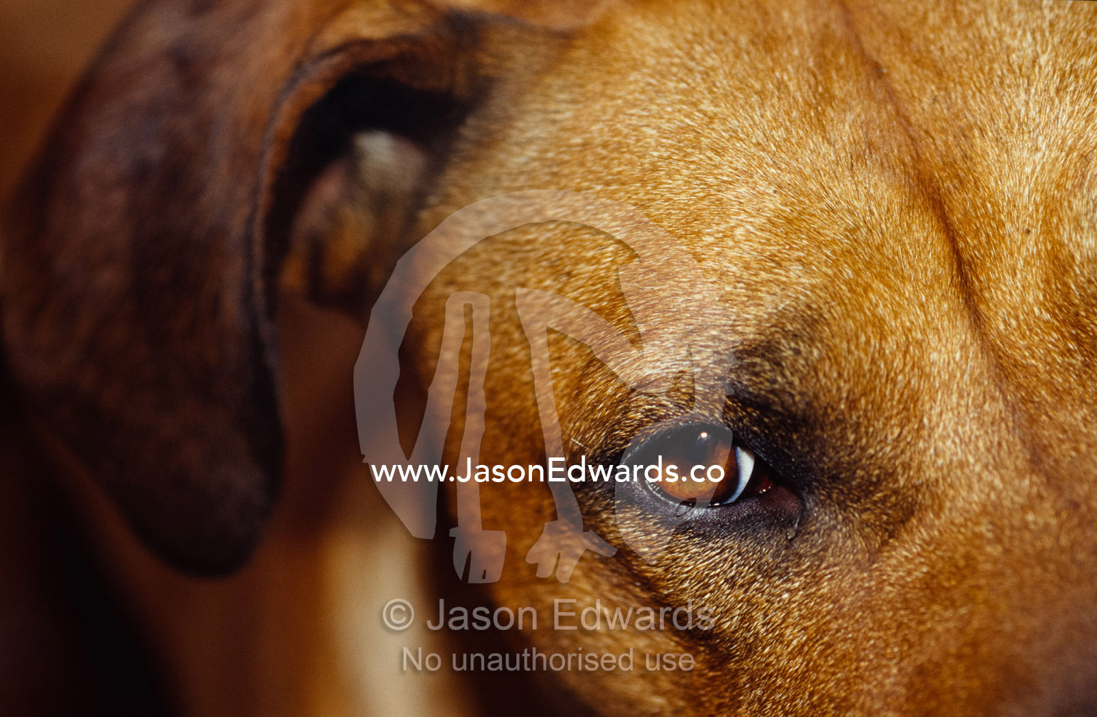 A floopy ear and watchful stare of a Rhodesian Ridgeback dog. North Carlton, Victoria, Australia.