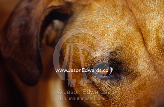 A floopy ear and watchful stare of a Rhodesian Ridgeback dog. North Carlton, Victoria, Australia.