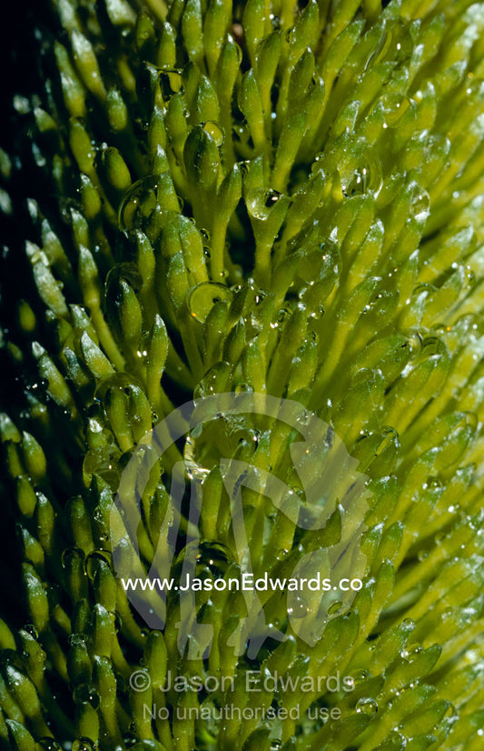 Water drops cling to the unusual petals of a Silver Banksia flower. Yellingbo Nature Conservation Park, Victoria, Australia