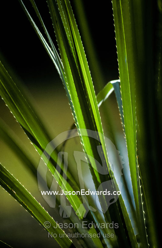 Sunset catches the bristling spiked edges of a river sedge leaf. Kimberley Ranges, Western Australia