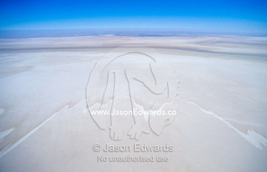 The evaporation marks staining the dry bed of a vast inland Salt Lake. Lake Eyre North National Park, Elliott Price Conservation Park, South Australia.