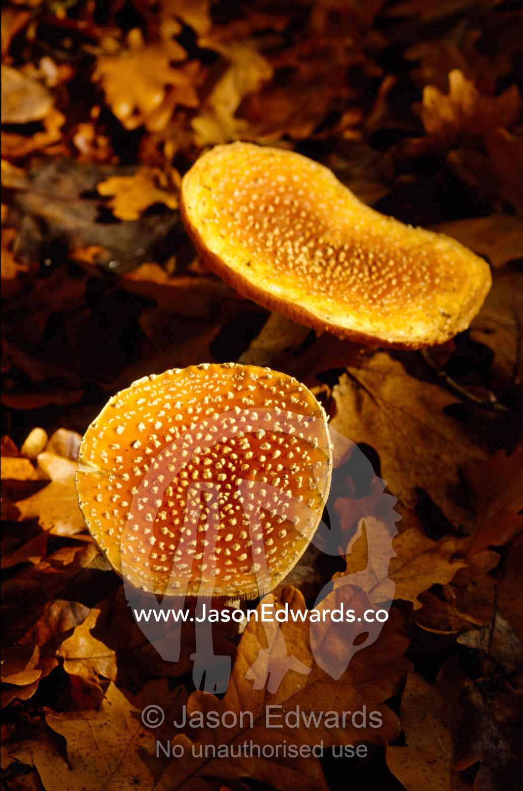 Patterned orange brown Fungi growing  in sunlight in Fall leaf litter. Jamieson, Victoria, Australia.