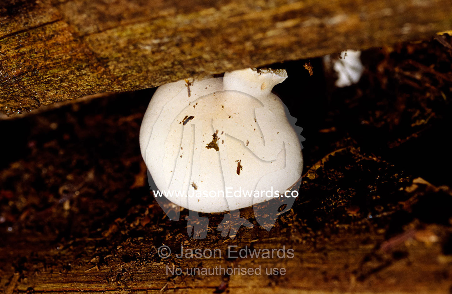 A minute fungi emerges from between a pile of logs in the mountains. Jamieson, Victoria, Australia.