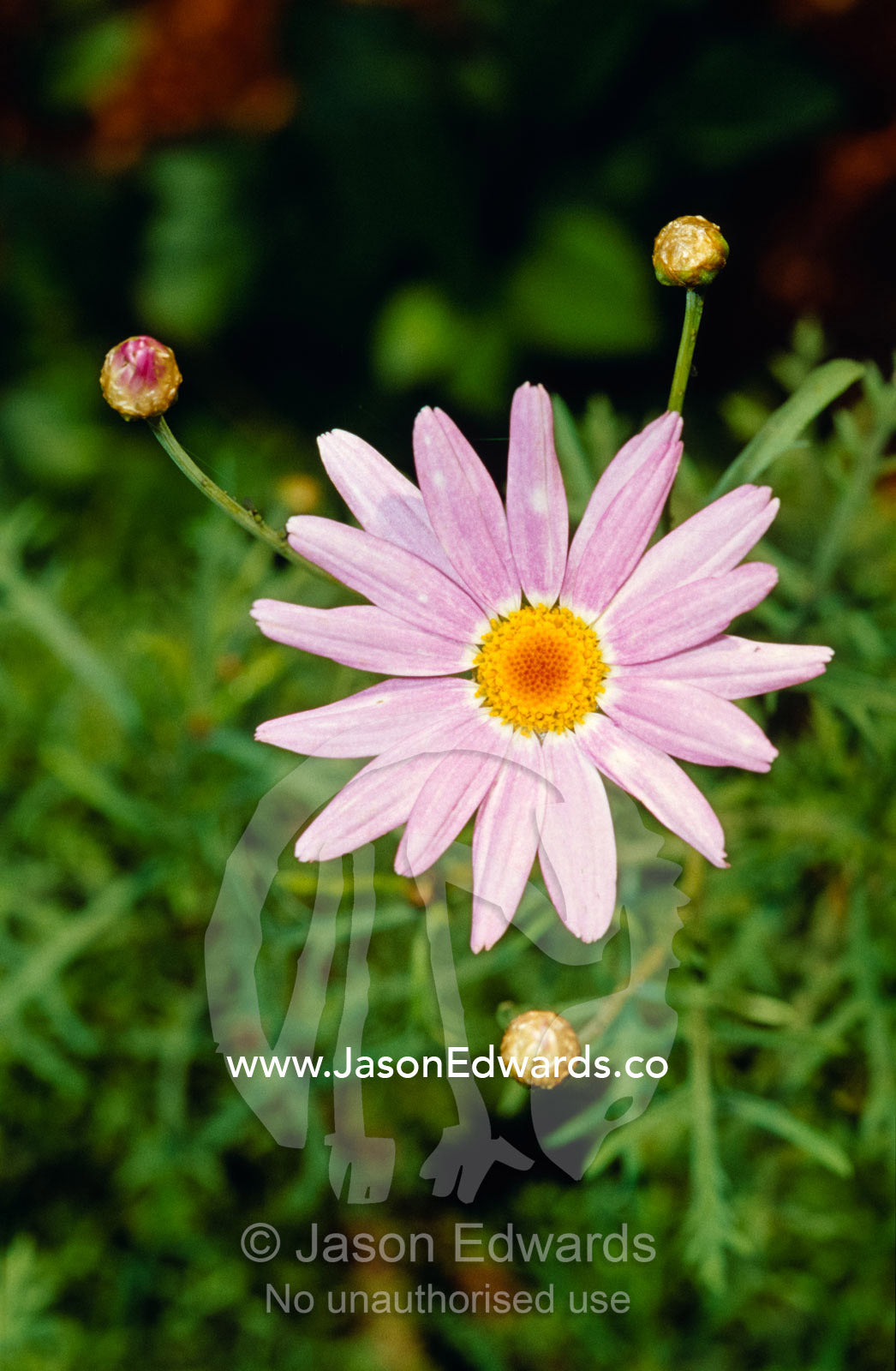 The bright happy face of a purple Daisy flower and buds. Jamieson, Victoria, Australia.