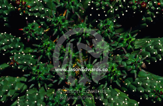 Detail of the Medusa s Head, an arid succulent, tiny white flowers. Collectors Corner, Springvale, Victoria, Australia.