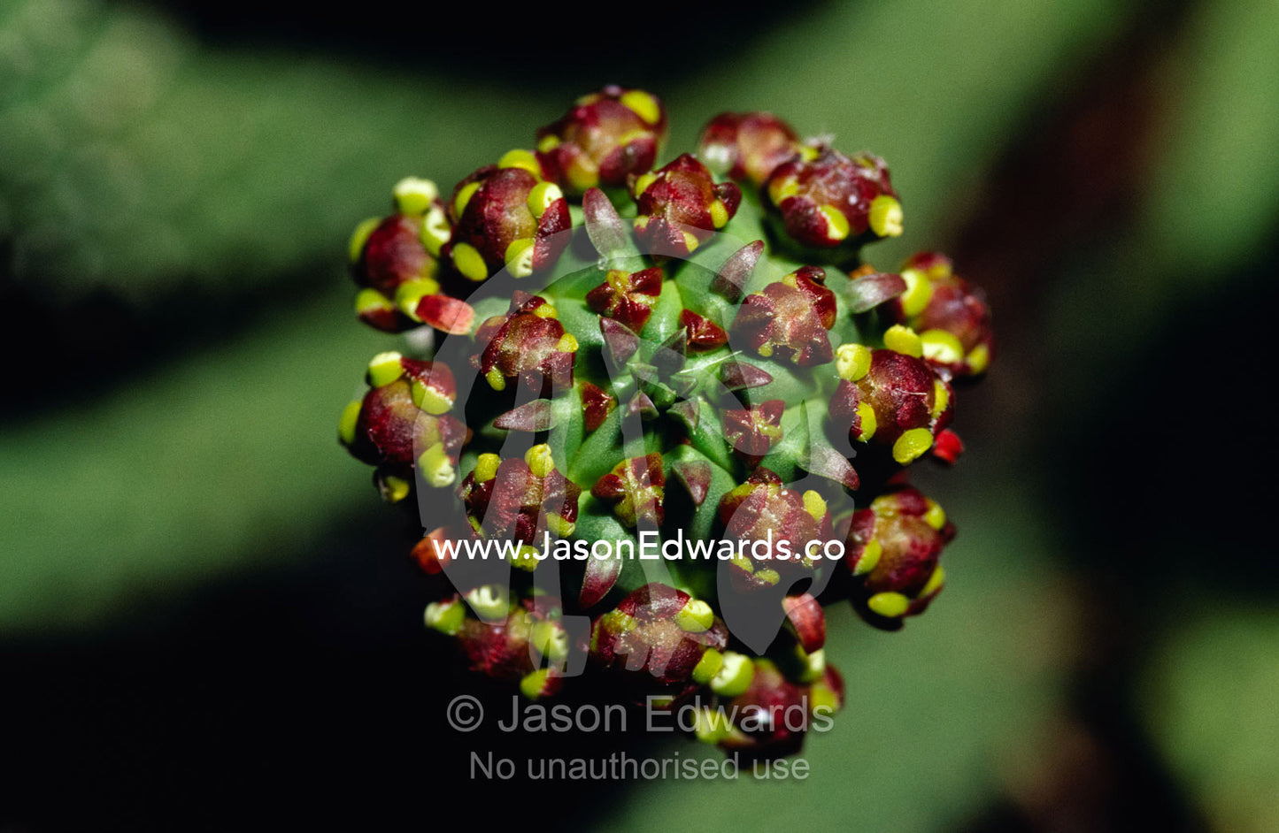 Detail of the Medusa s Head, an arid succulent, tiny white flowers. Collectors Corner, Springvale, Victoria, Australia.