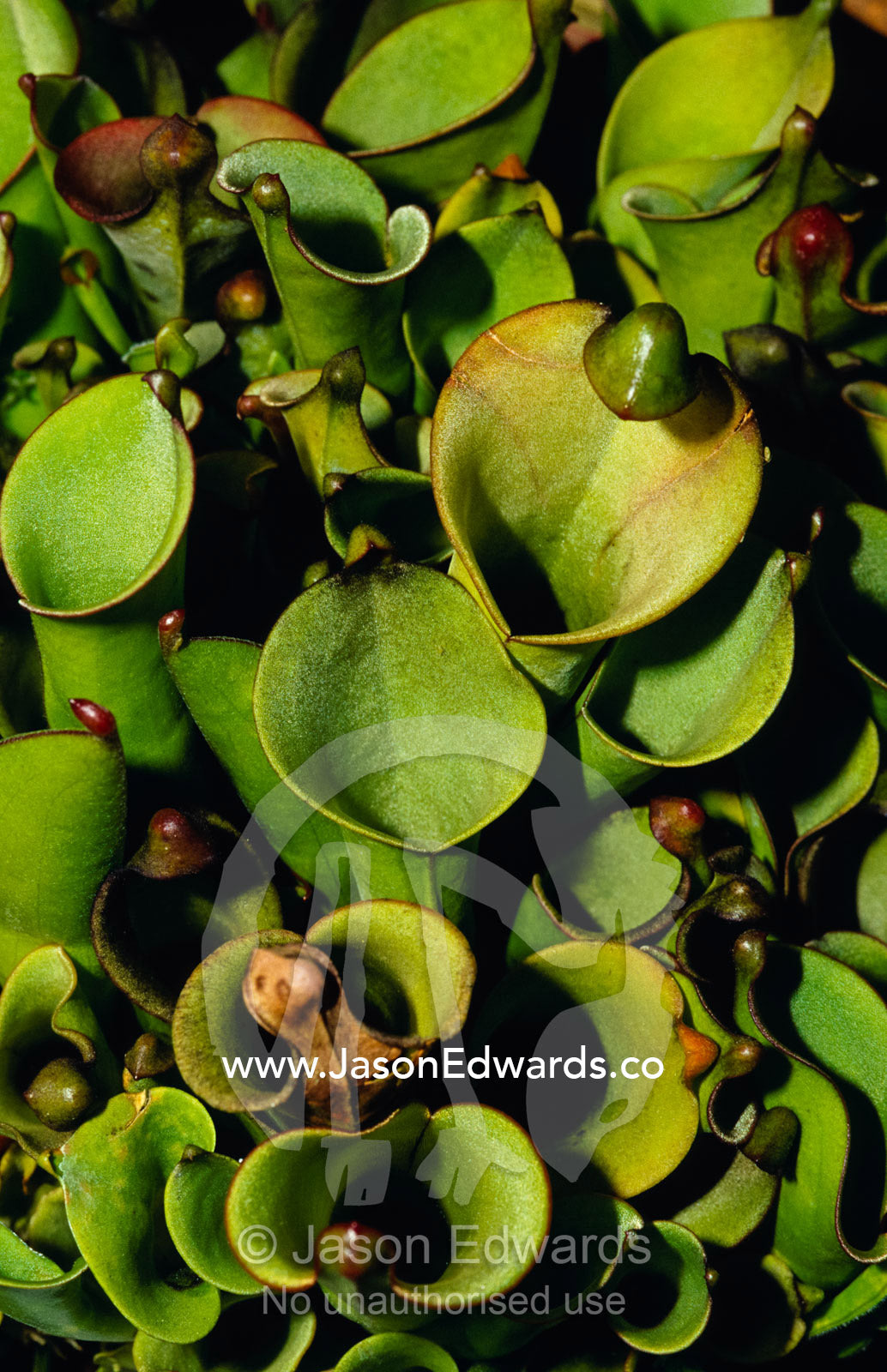 The rare carnivorous Sun Pitcher plant, Heliamphora Heterodoxa. Collectors Corner, Springvale, Victoria, Australia.