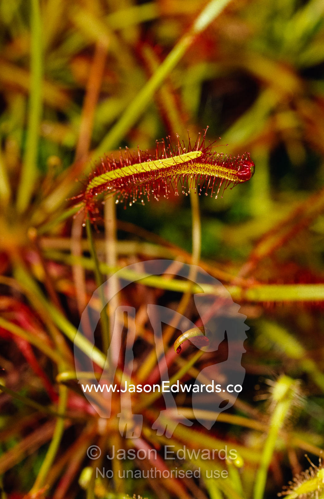 Beads of sticky resin form a trap for insects on a carnivorous sundew. Collectors Corner, Springvale, Victoria Australia