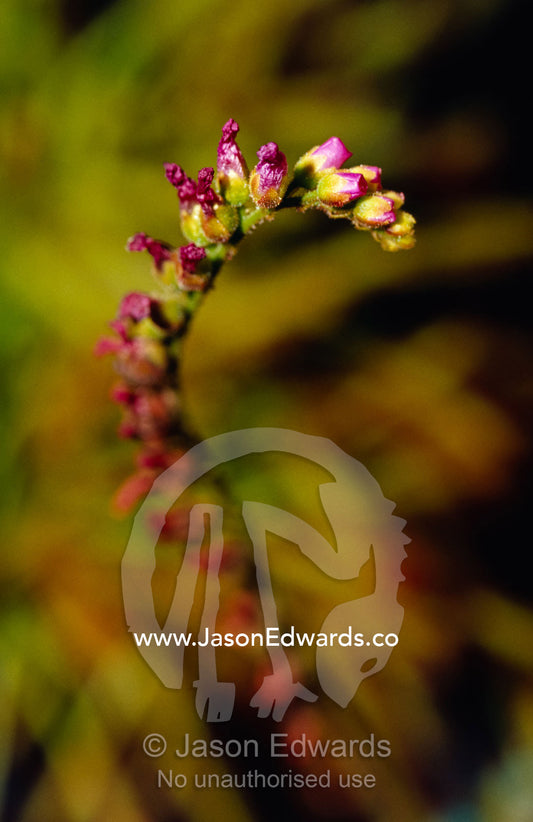 Flowers of the carnivourous Sundew plant, Drosera Capensis. Collectors Corner, Springvale, Victoria, Australia.