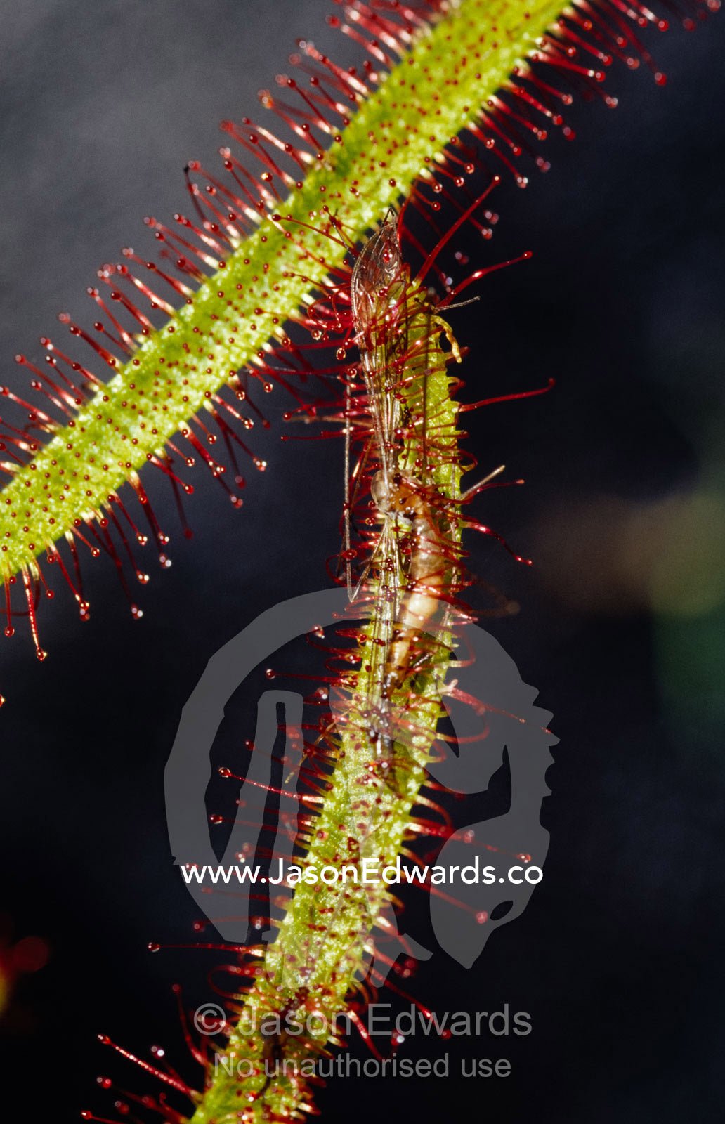 A Sundew carnivourous plant, Drosera Capensis, eating a mosquito. Collectors Corner, Springvale, Victoria, Australia.