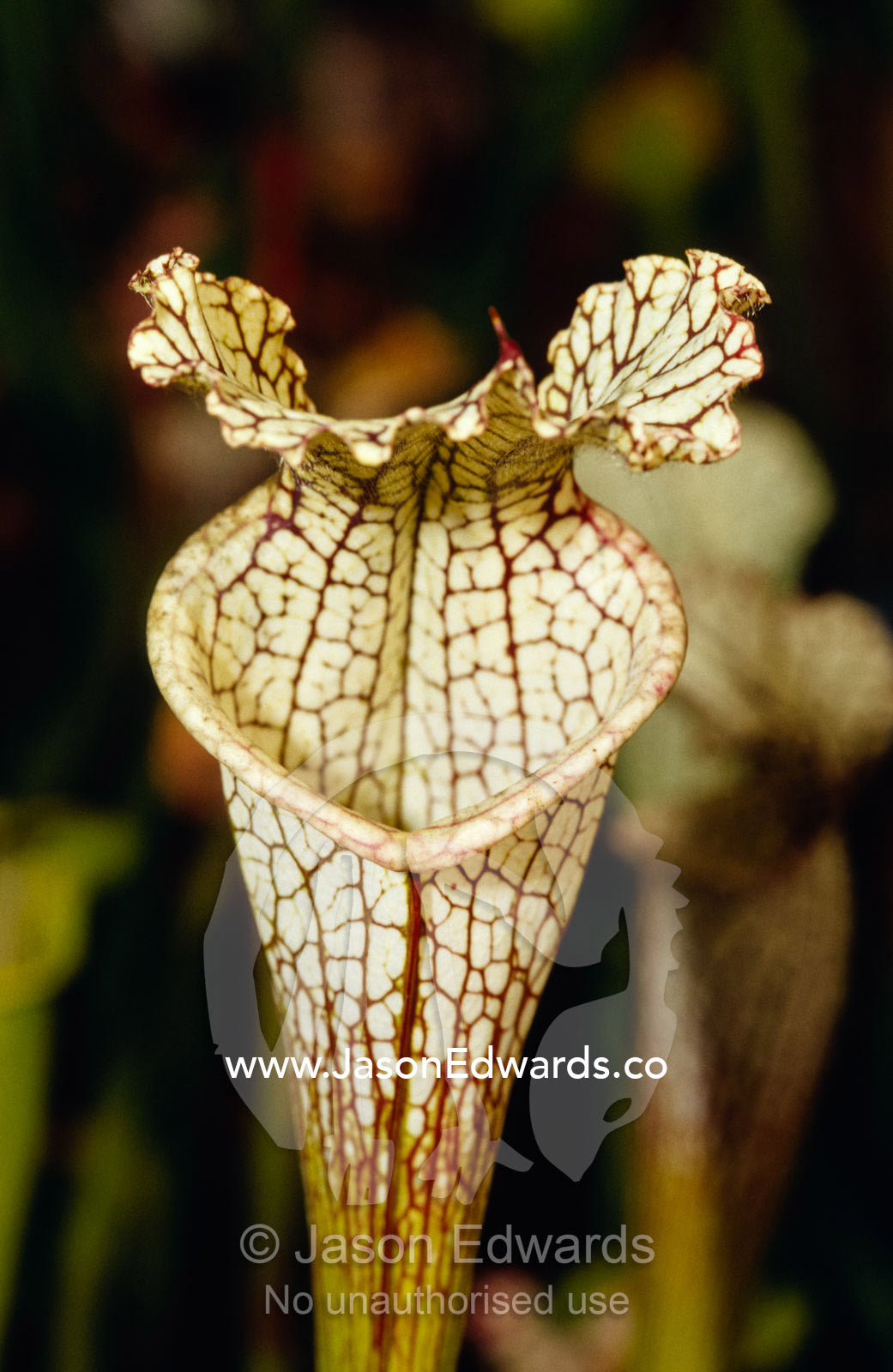 A carnivorous Trumpet Pitcher plant, Sarracenia Luecophylla hybrid. Collectors Corner, Springvale, Victoria, Australia.