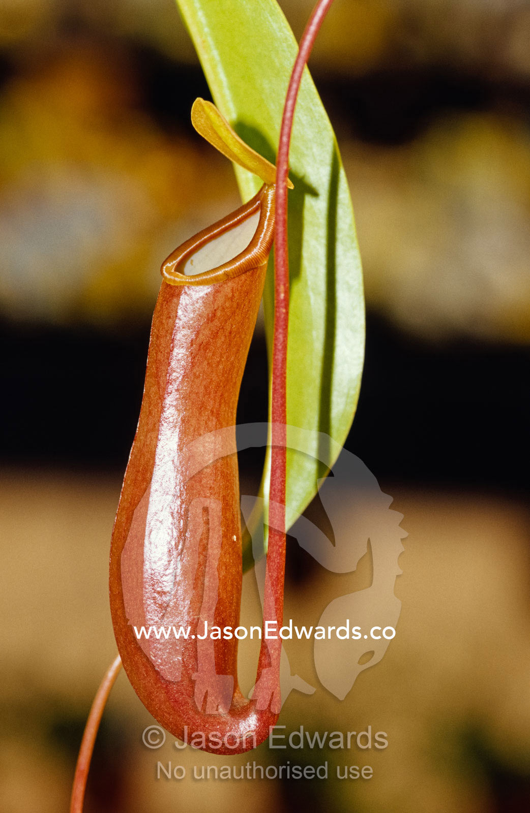 The tropical Pitcher plant Nepenthes Alarta carnivorous insect feeder. Collectors Corner, Springvale, Victoria, Australia.