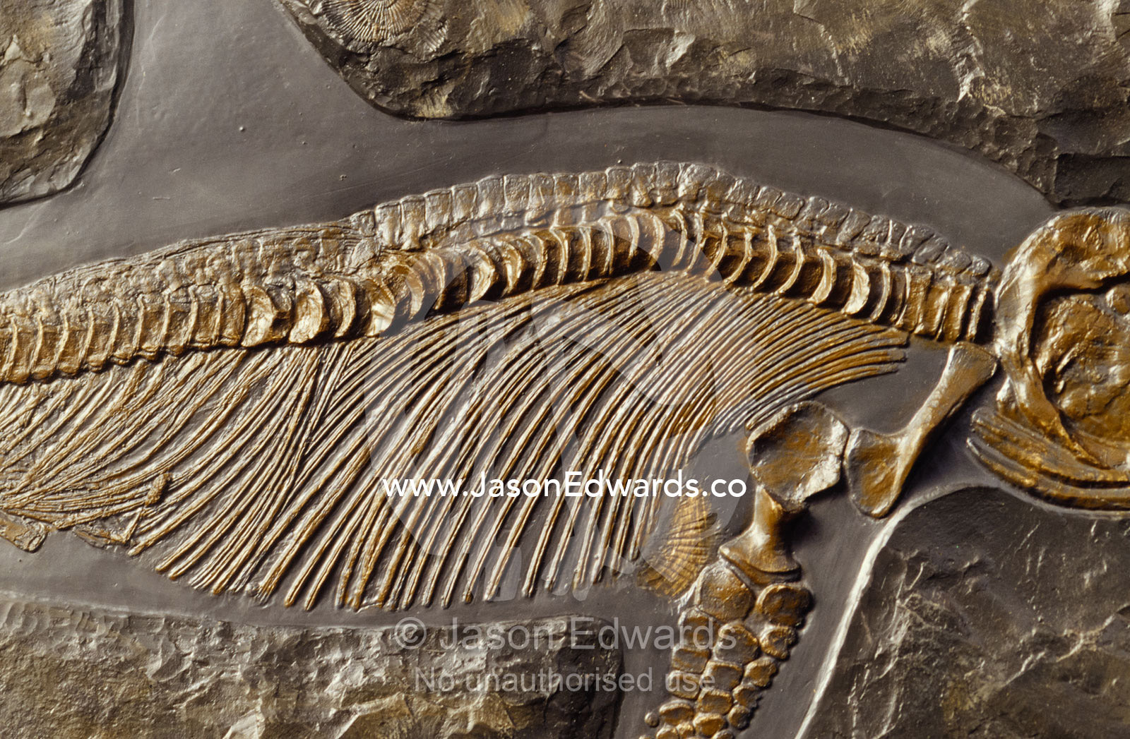 The ribs and spine of Ichthyosaur fossil Stenopterygius Quadriscissus. Collectors Corner, Springvale, Victoria, Australia.