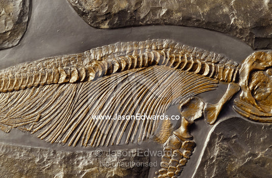 The ribs and spine of Ichthyosaur fossil Stenopterygius Quadriscissus. Collectors Corner, Springvale, Victoria, Australia.