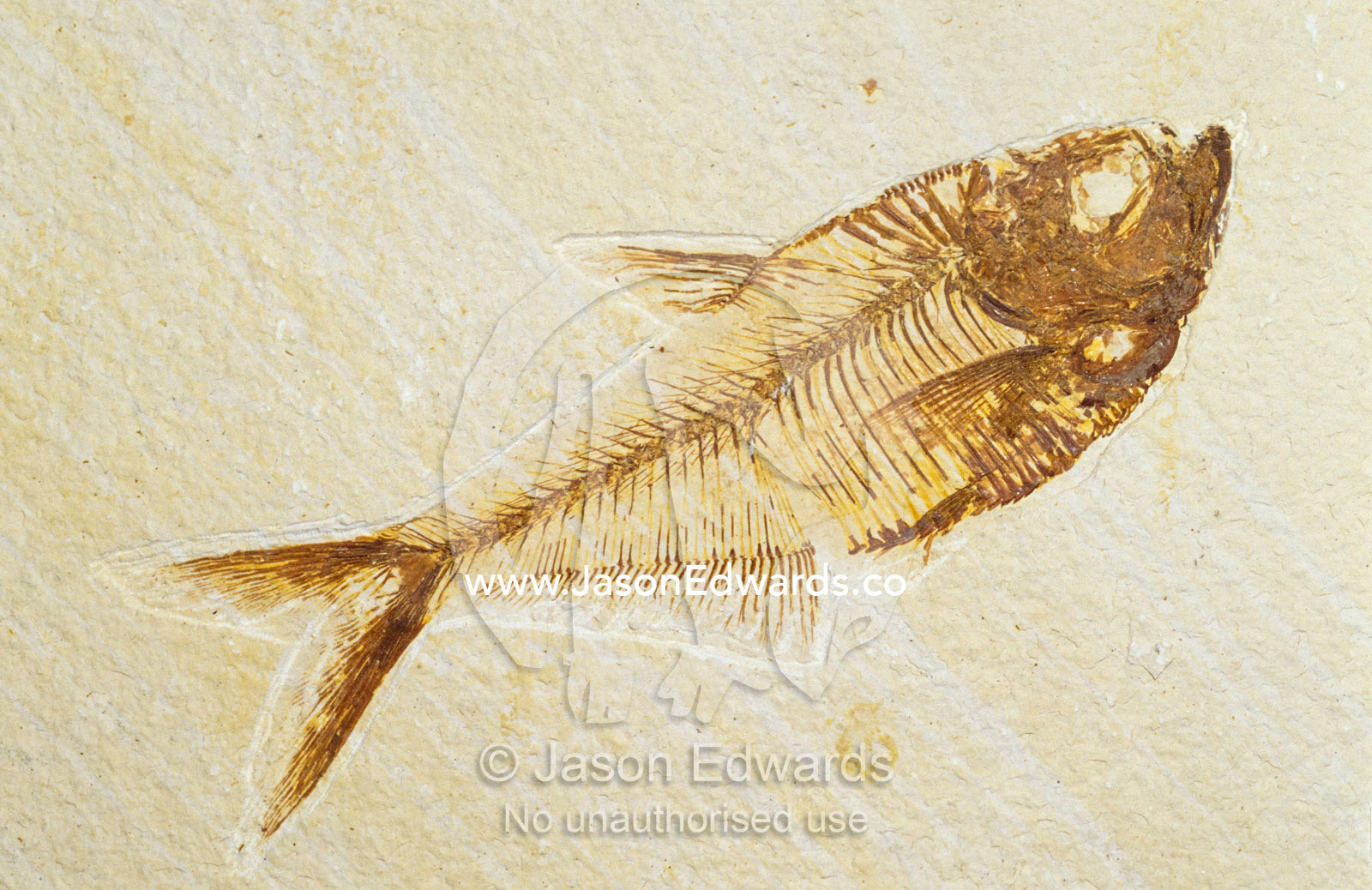 A fish fossil, Diplomystus Dentatus, from the Eocene period. Collectors Corner, Springvale, Victoria Australia.