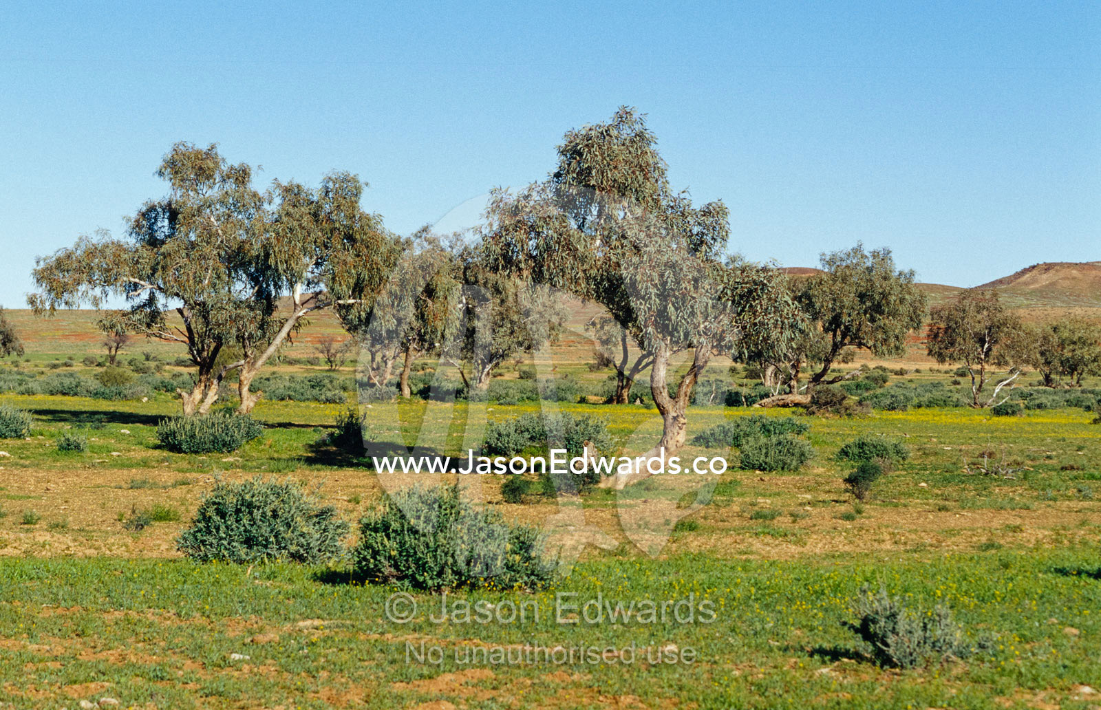 Coolibah trees and fresh grass growth after rare desert rains. Mt. Sarah Station, South Australia.