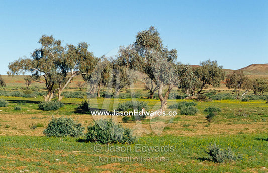 Coolibah trees and fresh grass growth after rare desert rains. Mt. Sarah Station, South Australia.